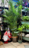 House-Plants-from-Flower-Central-Minot