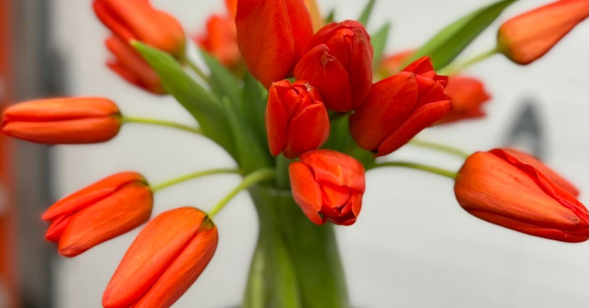 Flower Central SavorMinot