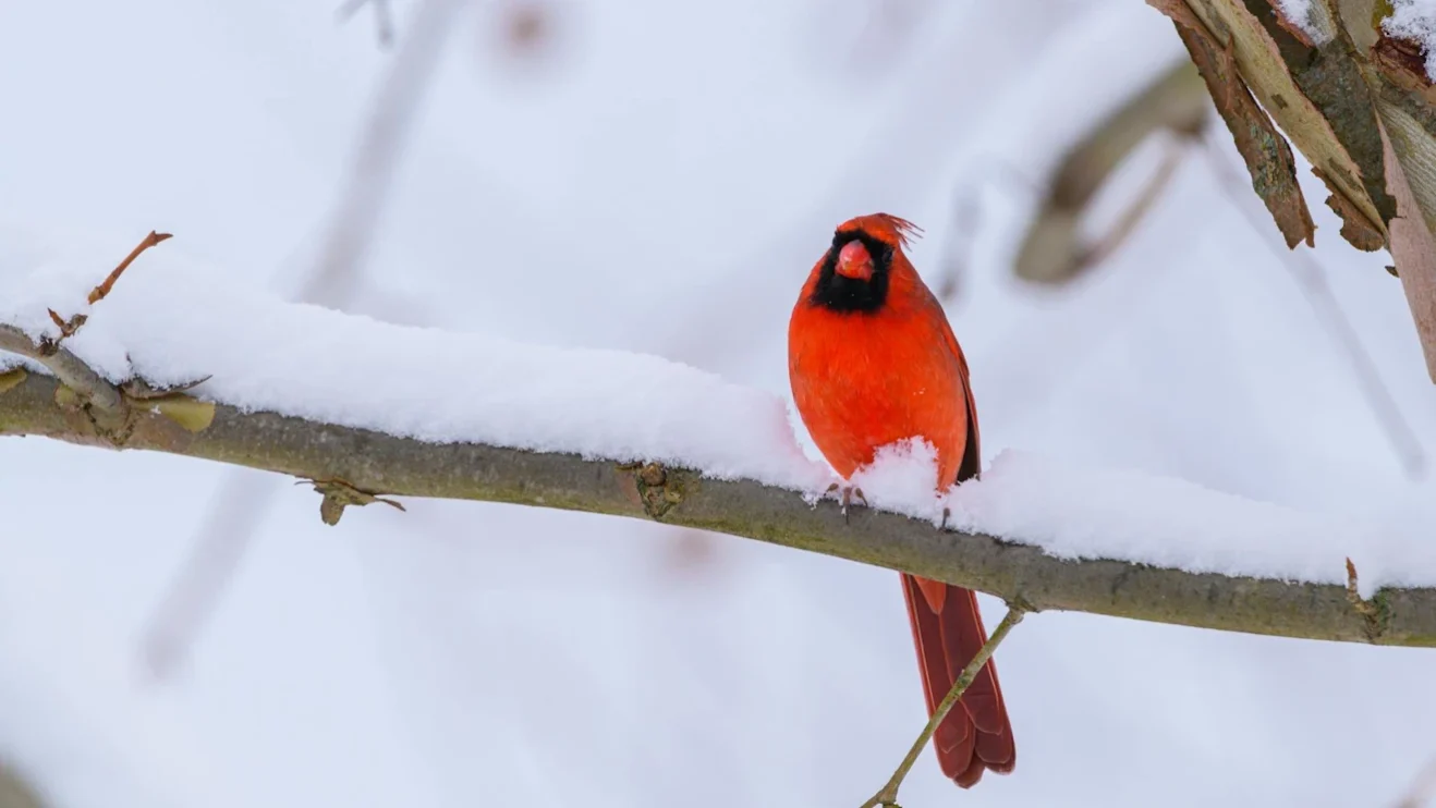 126th Annual Christmas Bird Count